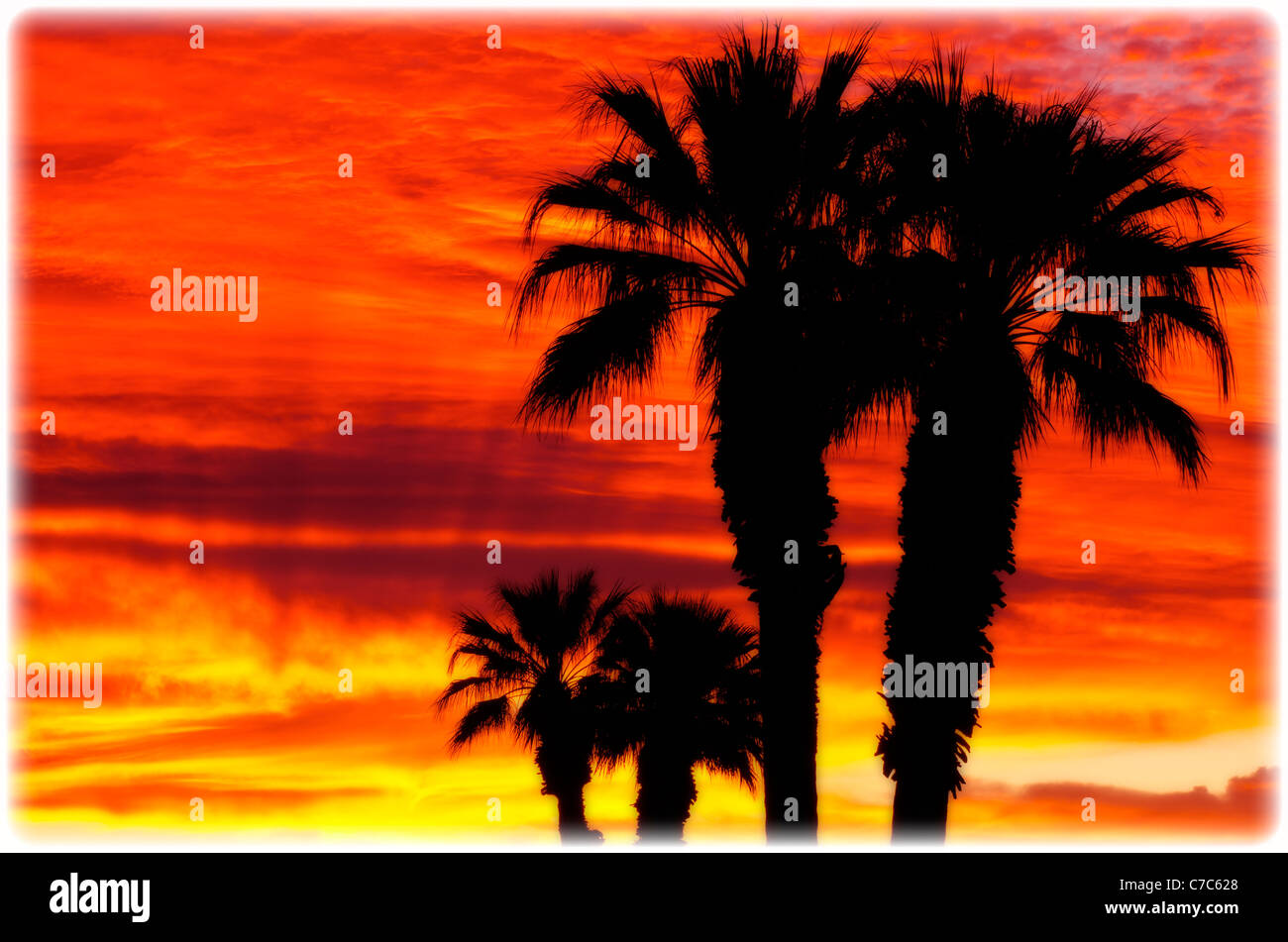 Stagliano palme contro le nubi di sunrise, Anza-Borrego Desert State Park, California USA Foto Stock