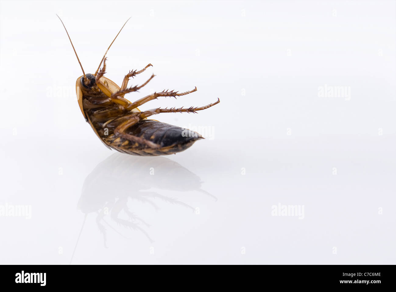 Close up di scarafaggio isolato su bianco Foto Stock