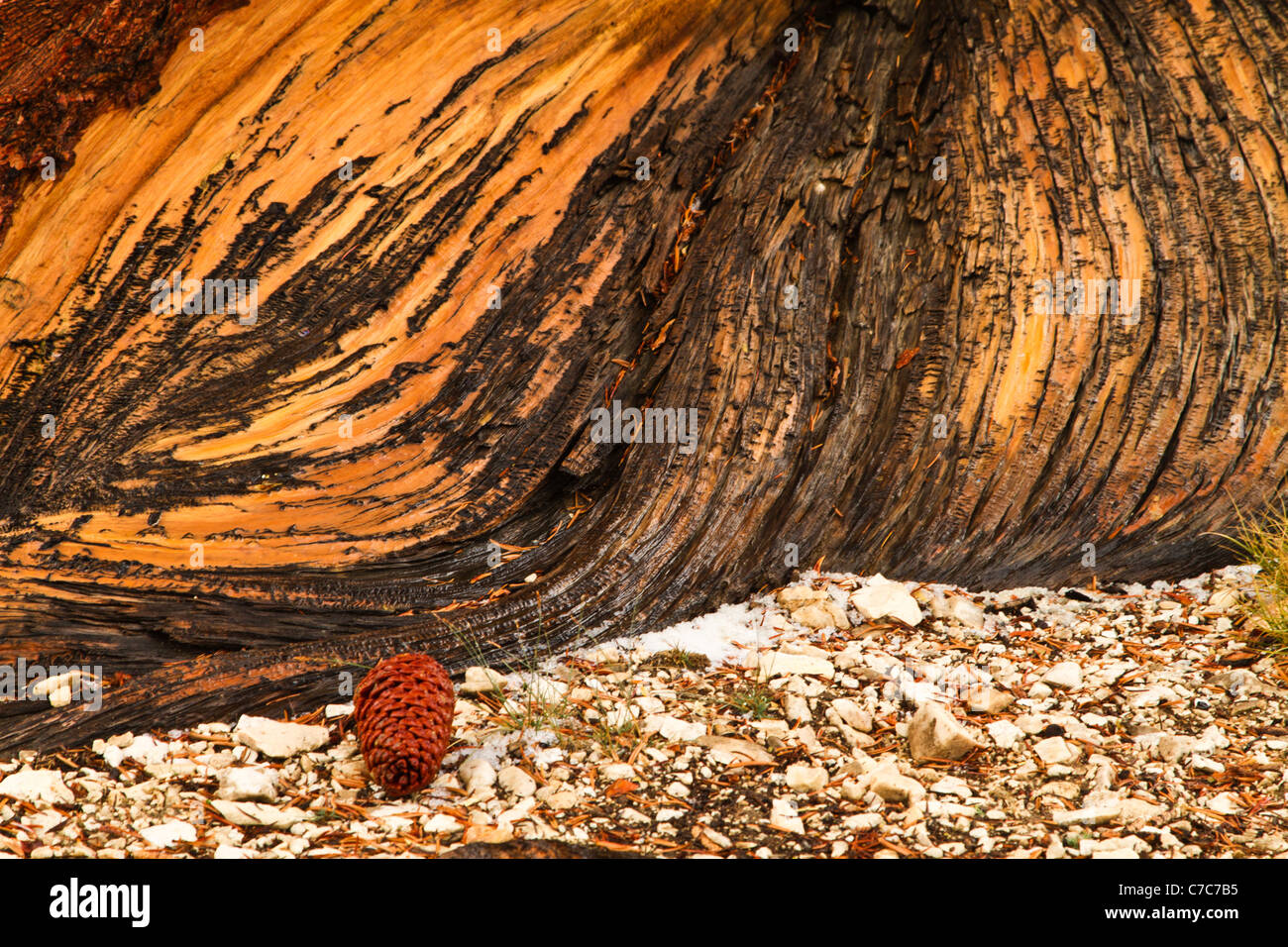 Chiudere fino ad un tronco di un antico bristlecone pine tree nelle White Mountains della California/Nevada vicino al Vescovo, California Foto Stock