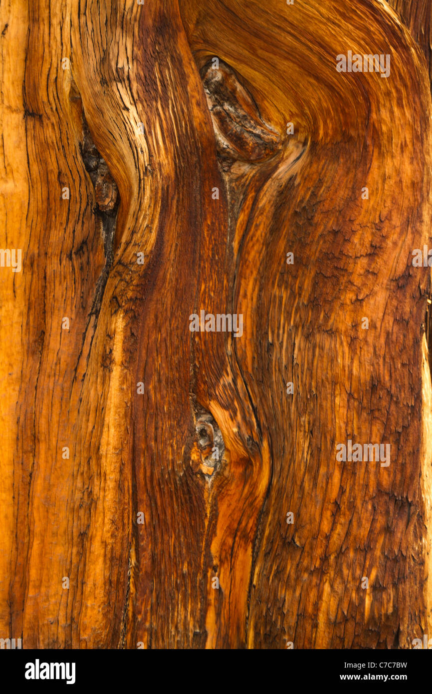 Close up della corteccia su un antico bristlecone pine tree nelle White Mountains della California/Nevada vicino al Vescovo, California Foto Stock