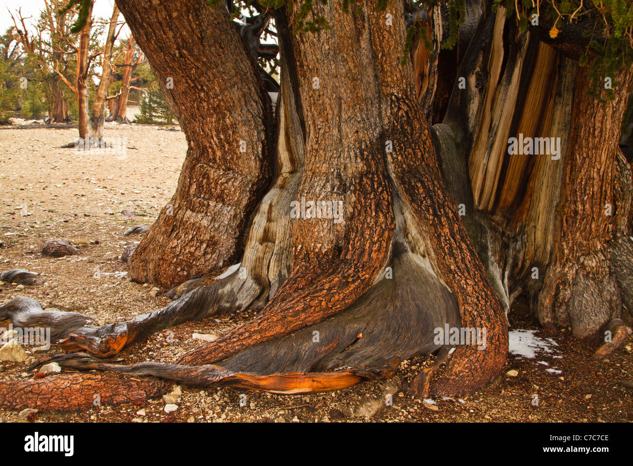 Antico cono di setole di pini, White Mountains, California Foto Stock