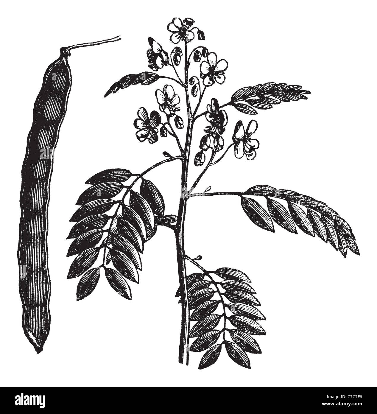 American Senna o Senna hebecarpa, vintage incisione. Vecchie illustrazioni incise di American Senna isolato su uno sfondo bianco Foto Stock
