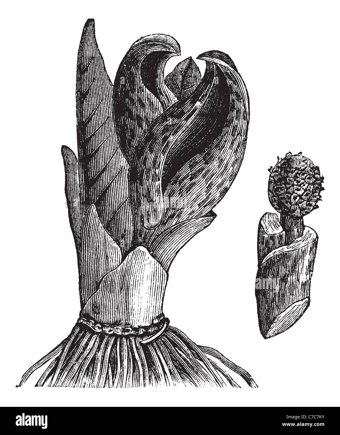 Skunk cavolo (Symplocarpus foetidus) o cavolo di palude, vintage illustrazioni incise. Trousset enciclopedia (1886 - 1891). Foto Stock