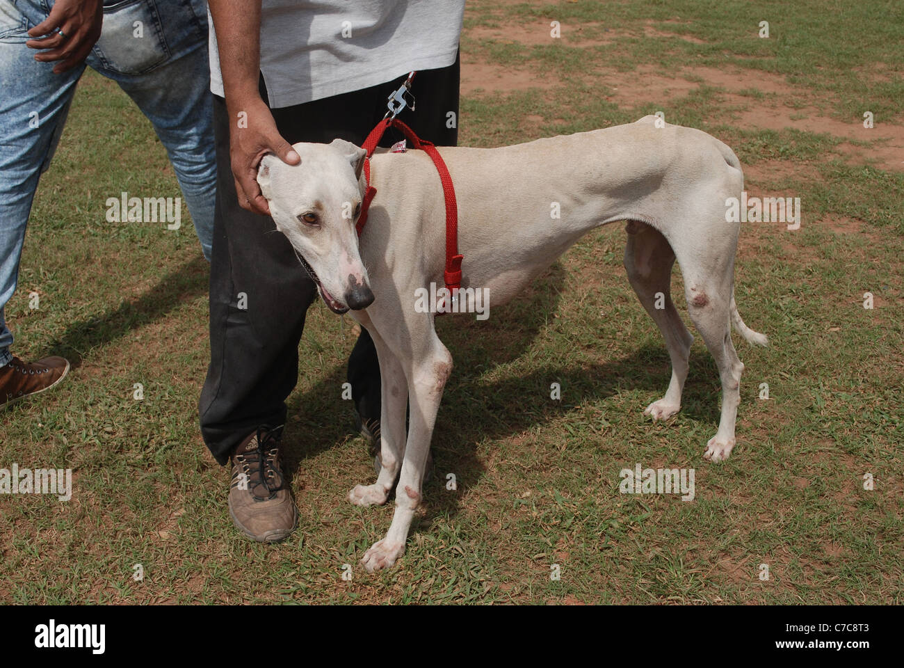 Mudhol hound ; un indiano razza di cane della vista Hound tipo.È anche noto come caravan hound Foto Stock