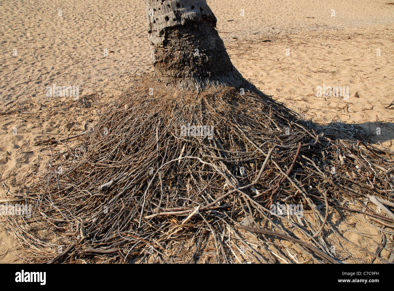 Esposto il sistema di radice di un albero di cocco palm nella sabbia dopo il ciclone yasi, radicale bay, Magnetic Island, Queensland, Australia Foto Stock
