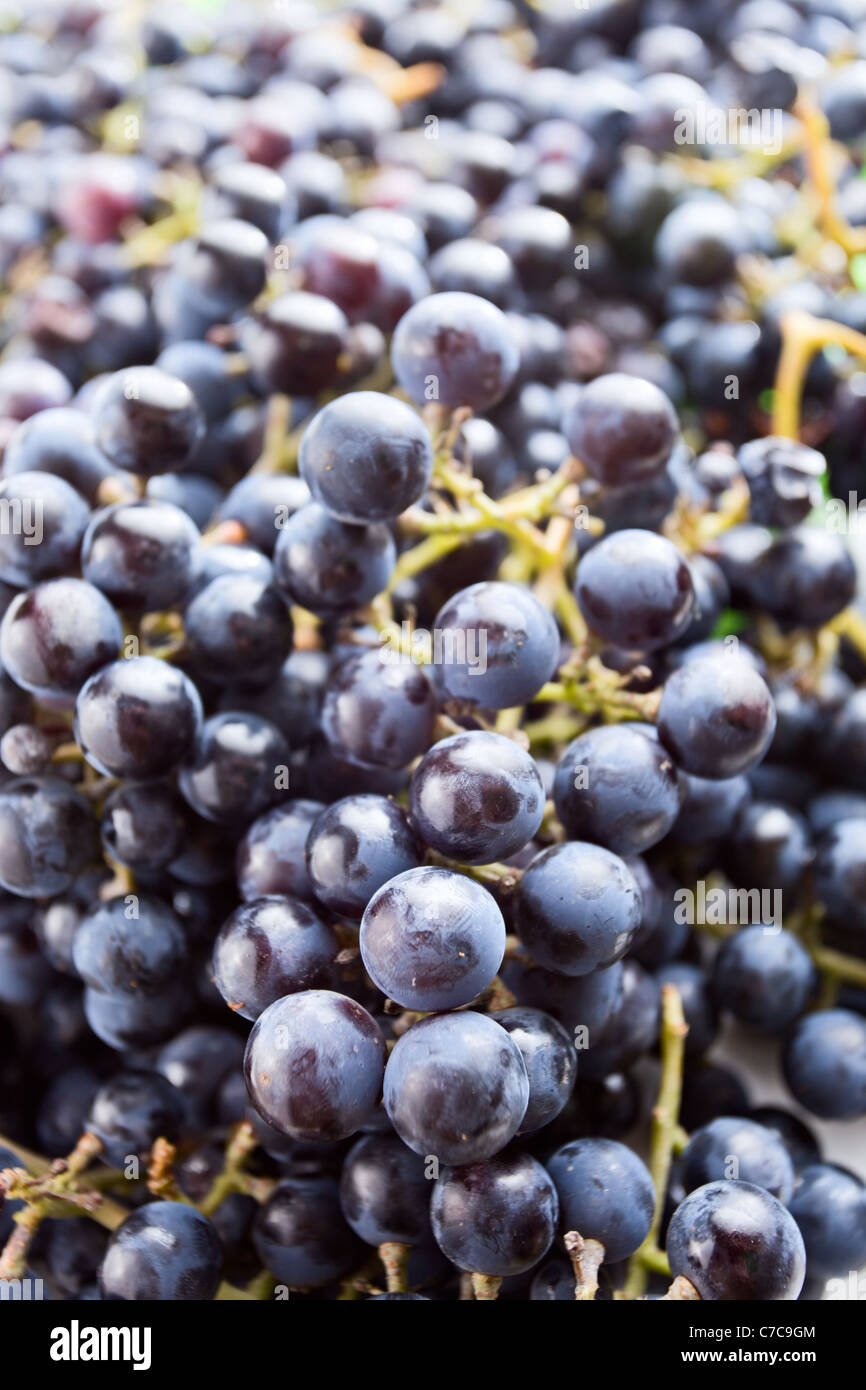 L'Isabella uva è una cultivar derivate ,è utilizzata per la tavola, succo di frutta e per la produzione di vino.Shallow DOF. Foto Stock