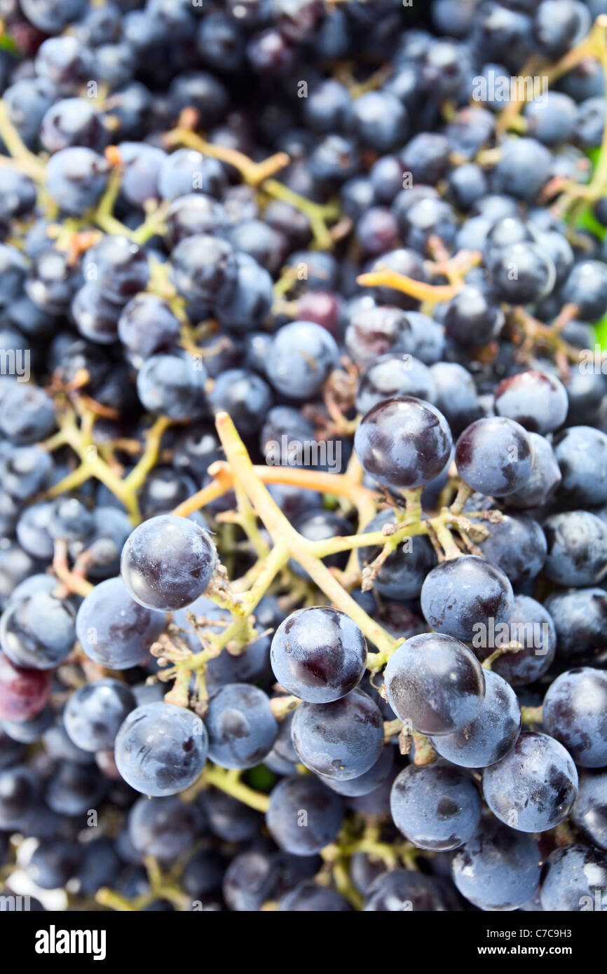 L'Isabella uva è una cultivar derivate ,è utilizzata per la tavola, succo di frutta e per la produzione di vino. Foto Stock