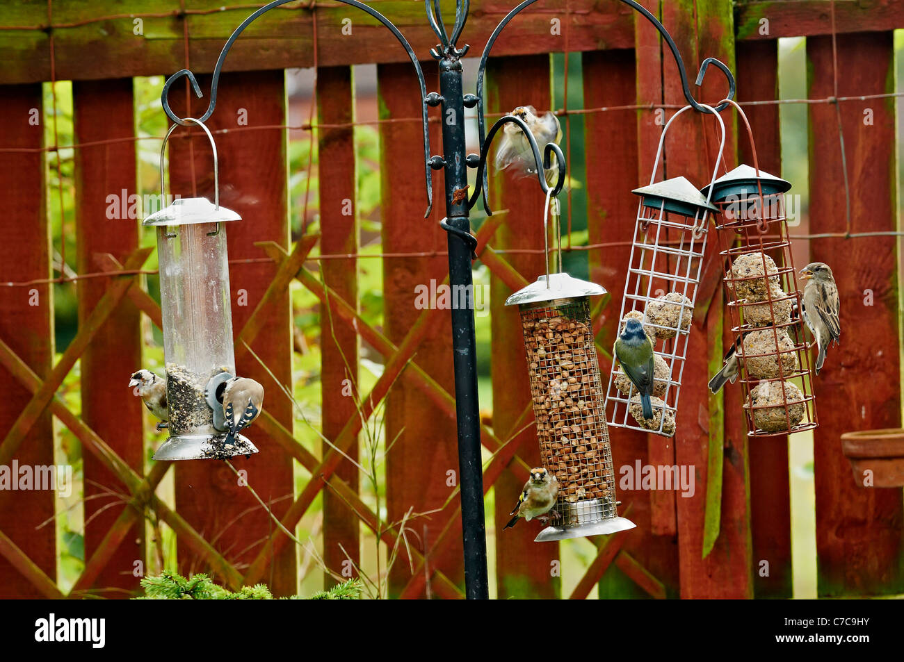 Gli uccelli in alimentatori di uccelli, (Carduelis carduelis) REGNO UNITO. Foto Stock
