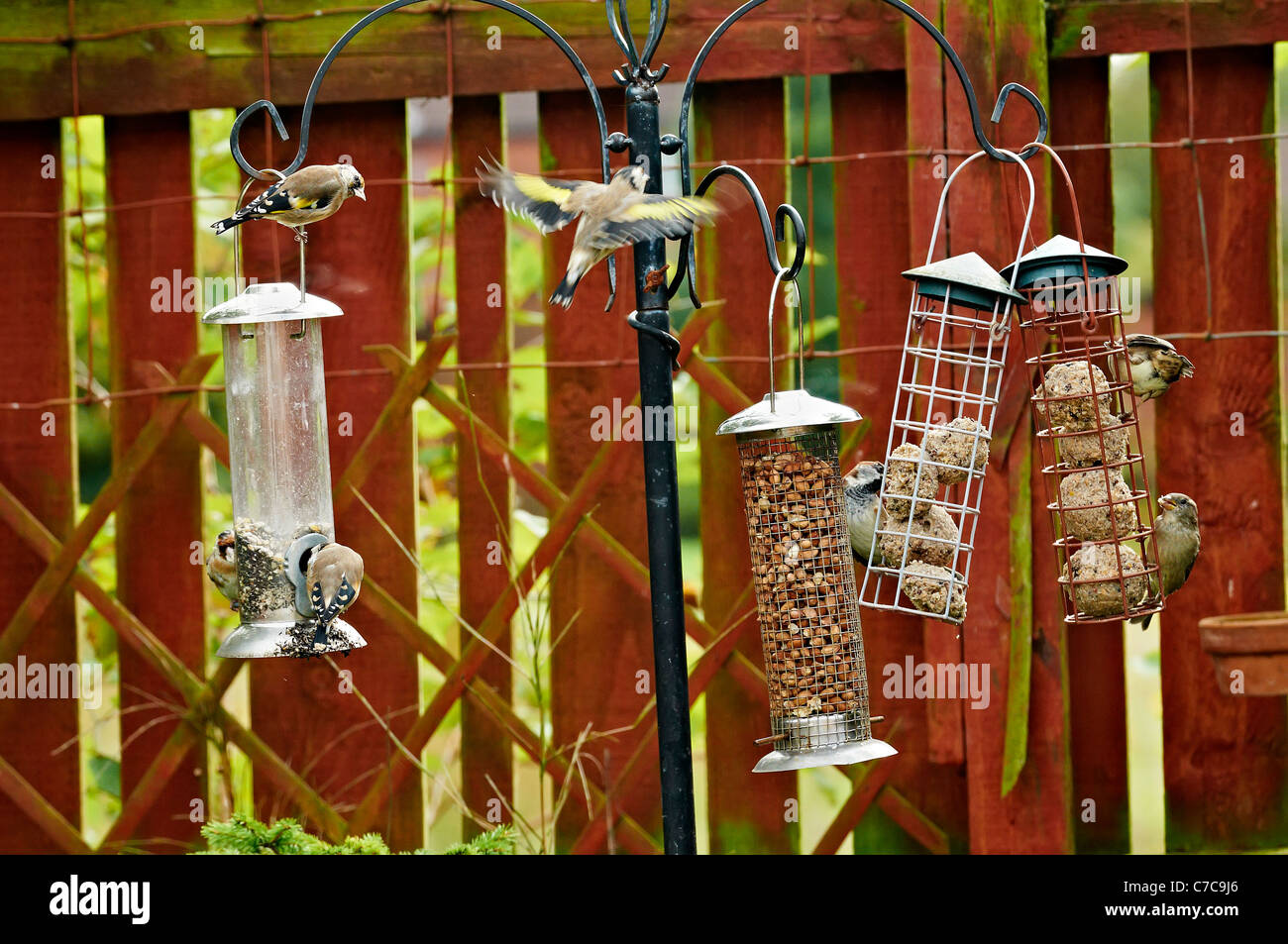 Gli uccelli in alimentatori di uccelli, (Carduelis carduelis) REGNO UNITO. Foto Stock
