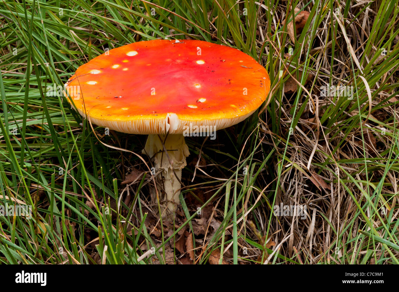 Fly agaric (amanita muscaria) Foto Stock