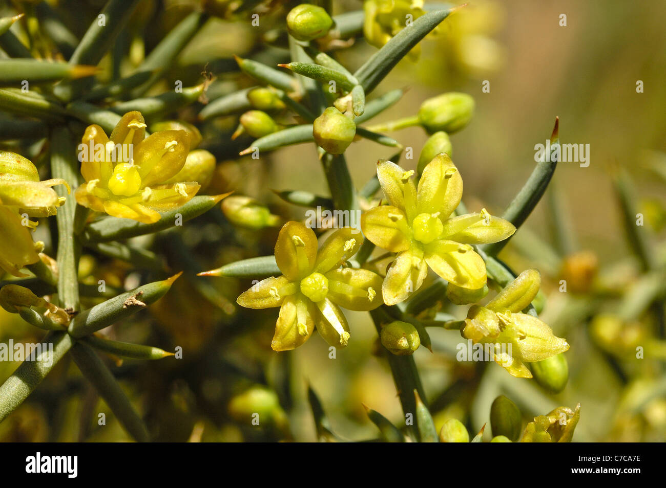 Mediterraneo o Fico d'India asparago (Asparagus aphyllus) Foto Stock