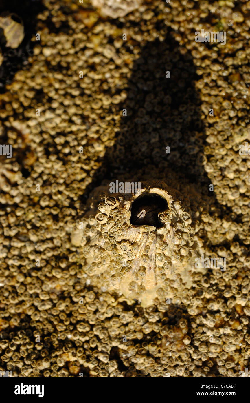 Barnacles di ghianda Foto Stock