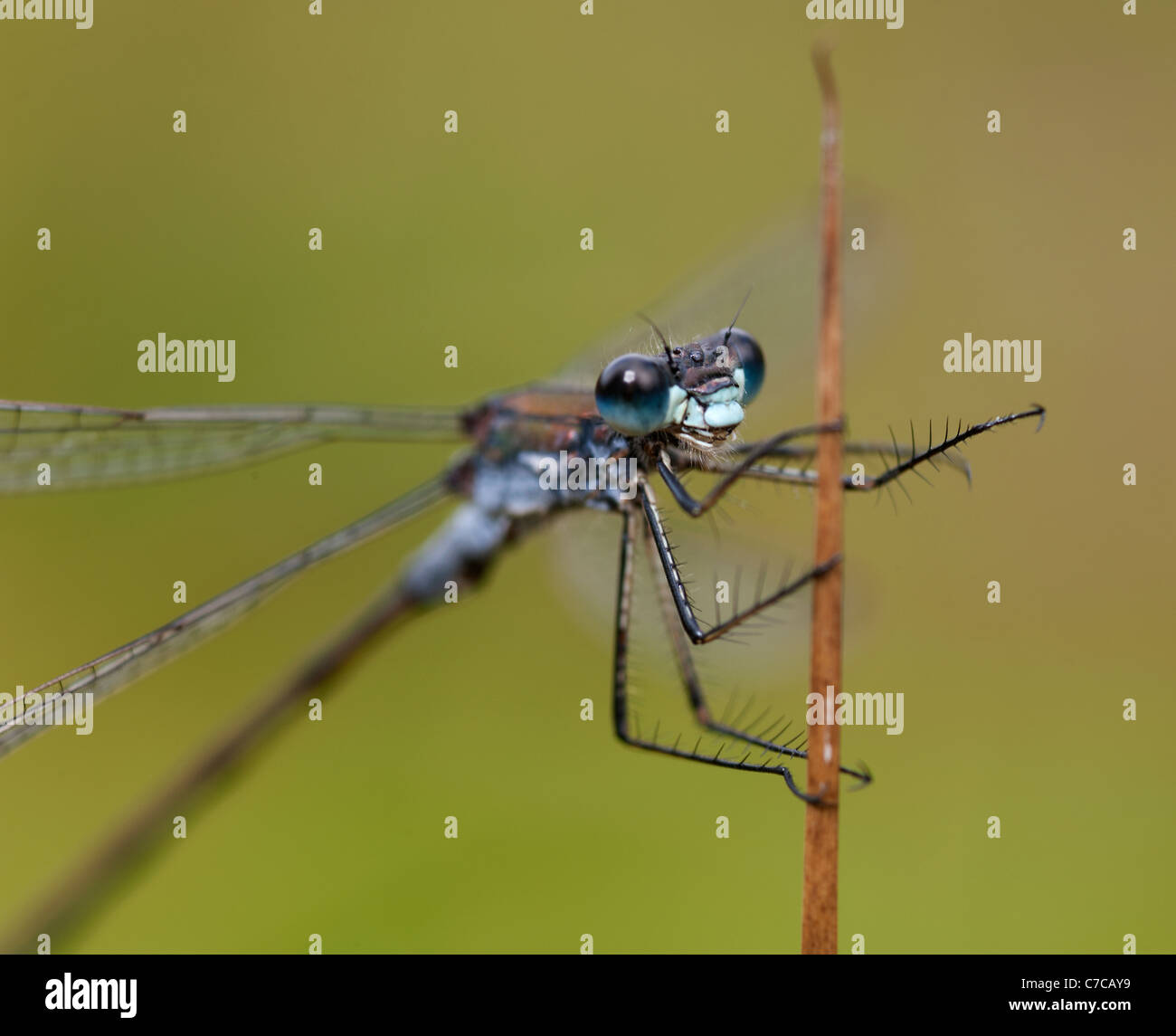 Comune damselfly blu - close up. SCO 7705 Foto Stock