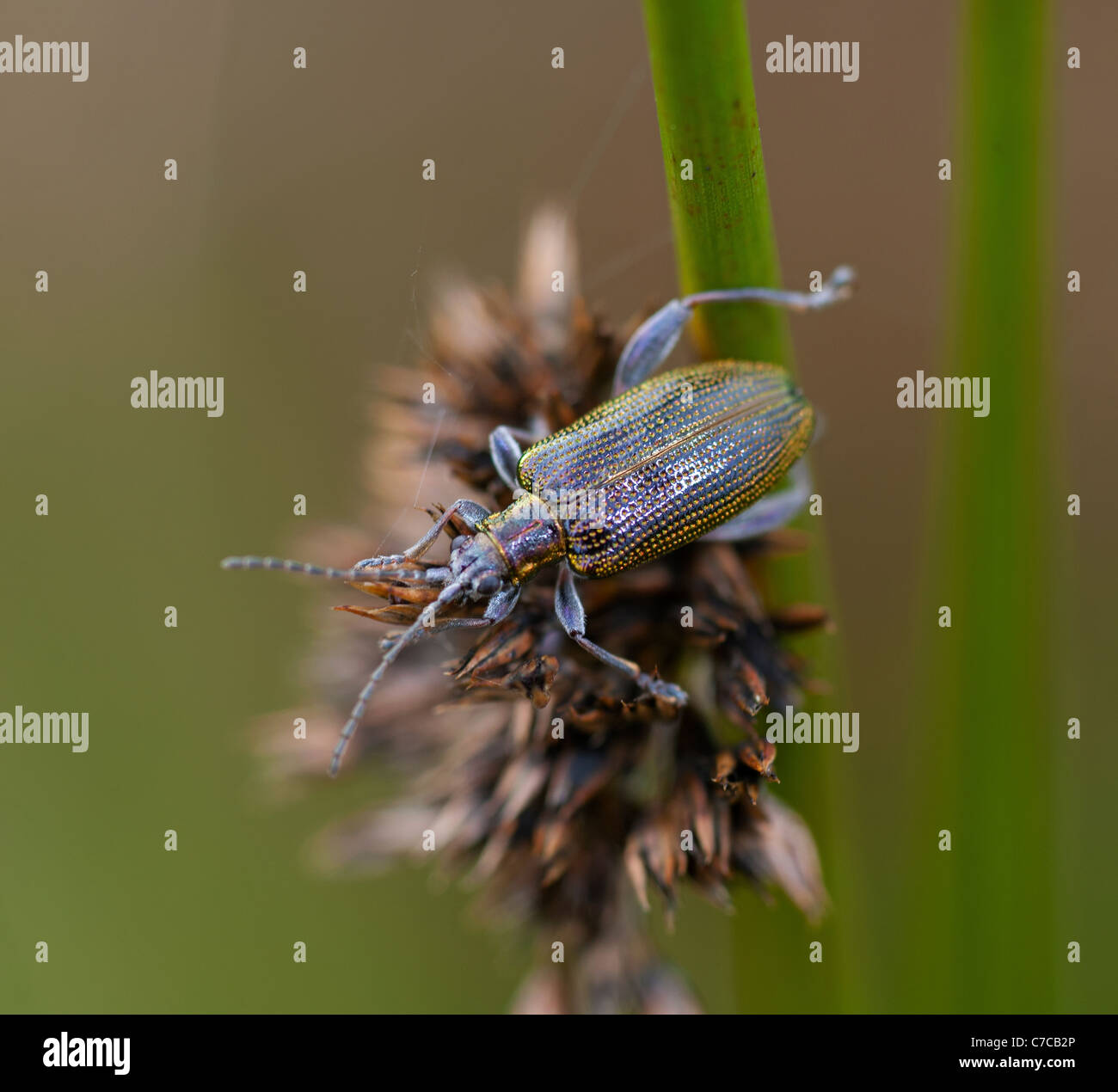 Leaf Beetle su stagno Rush SCO 7077 Foto Stock