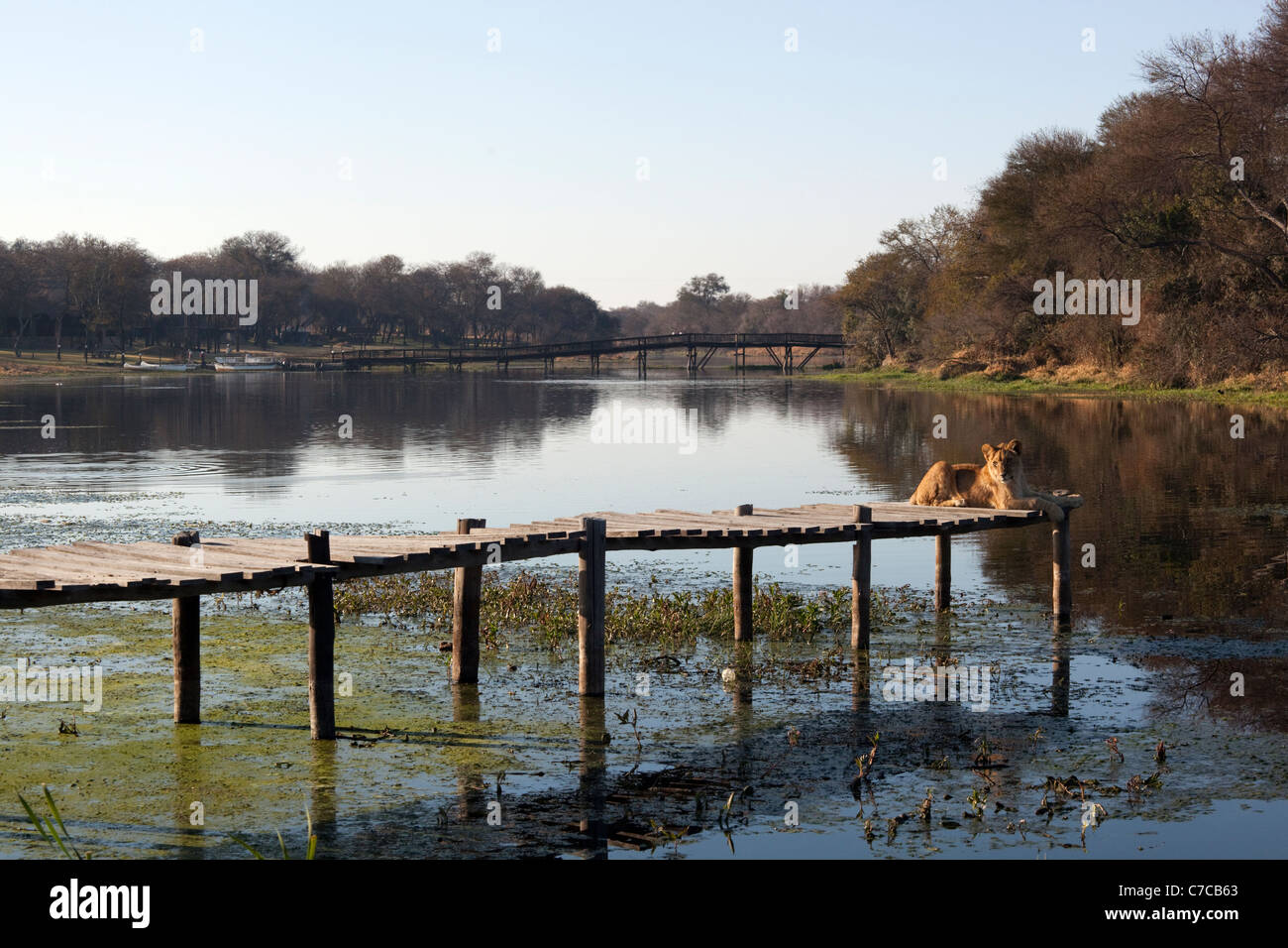 Una leonessa si rilassa su un molo sul fiume al Parco di antilope al sole Foto Stock