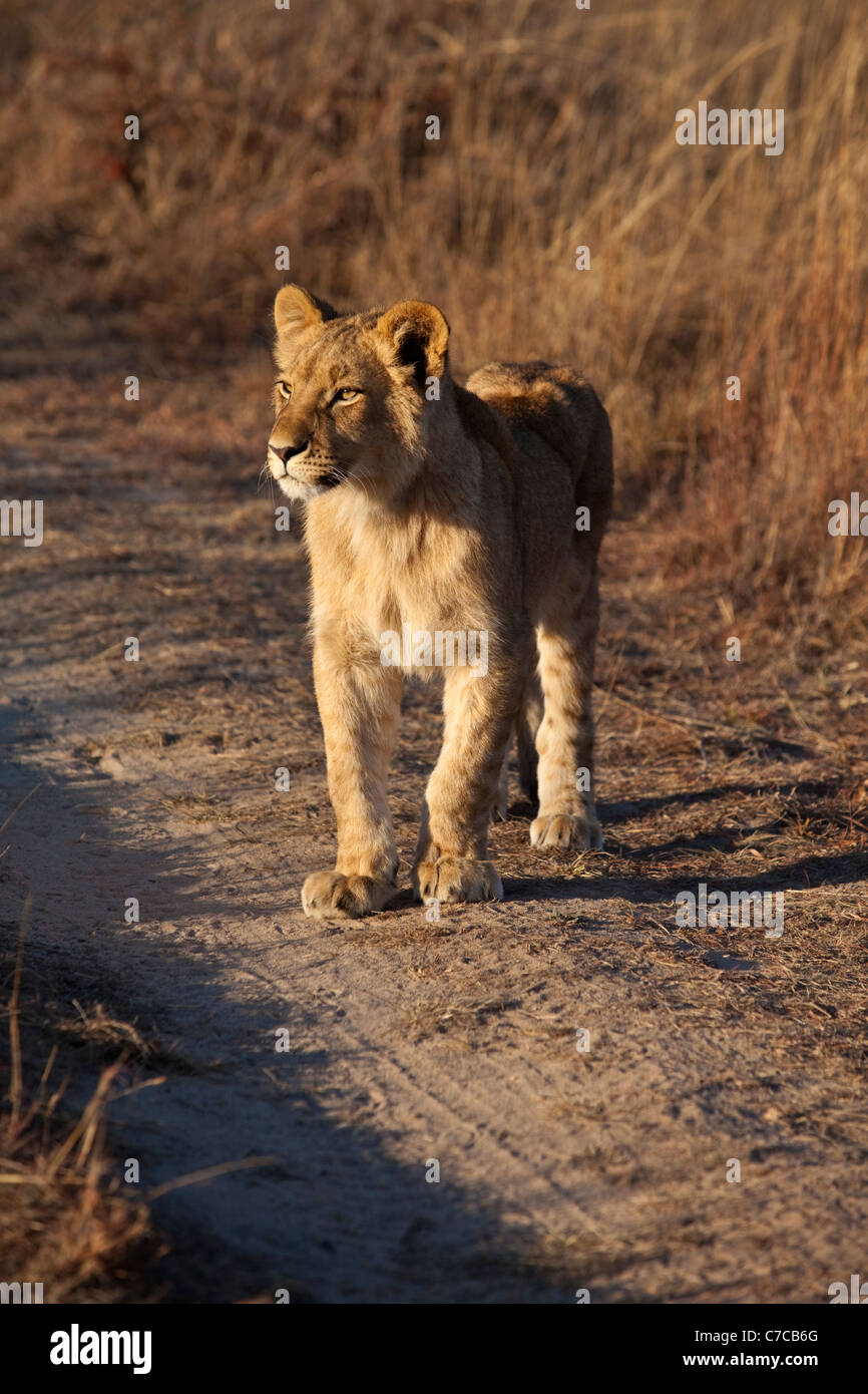 Un bambino leonessa Panthera Leo nel bush africano Foto Stock