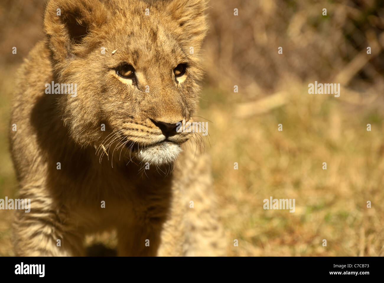 Un LION CUB Panthera Leo al sole in Africa Foto Stock