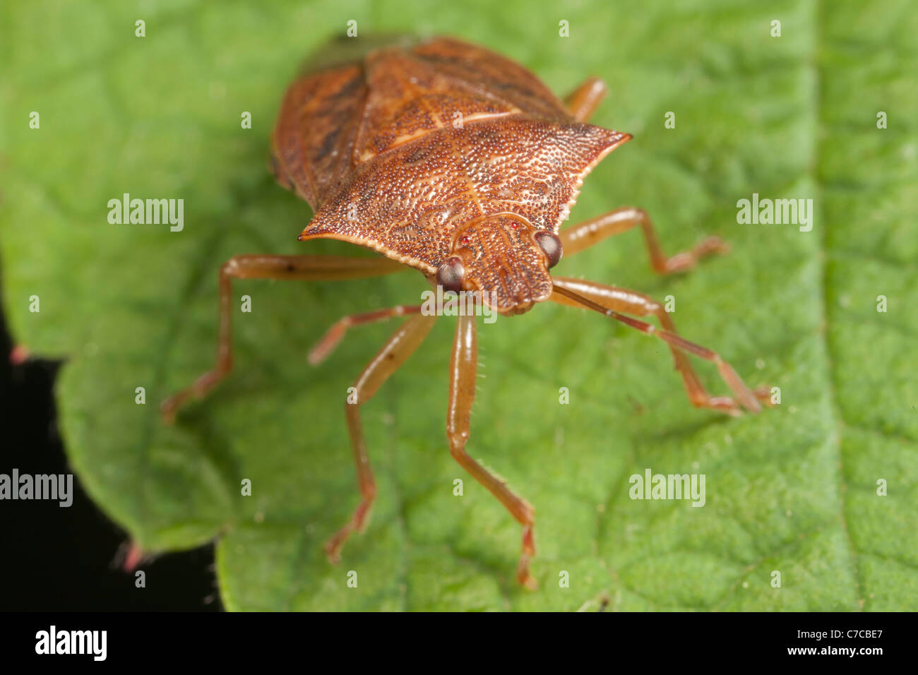 Spined Soldier Bug (Podisus maculiventris) Foto Stock