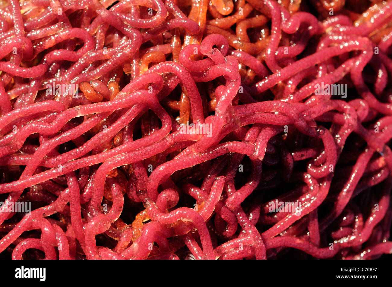Mare di spawn lepre (Aplysia punctata) Foto Stock