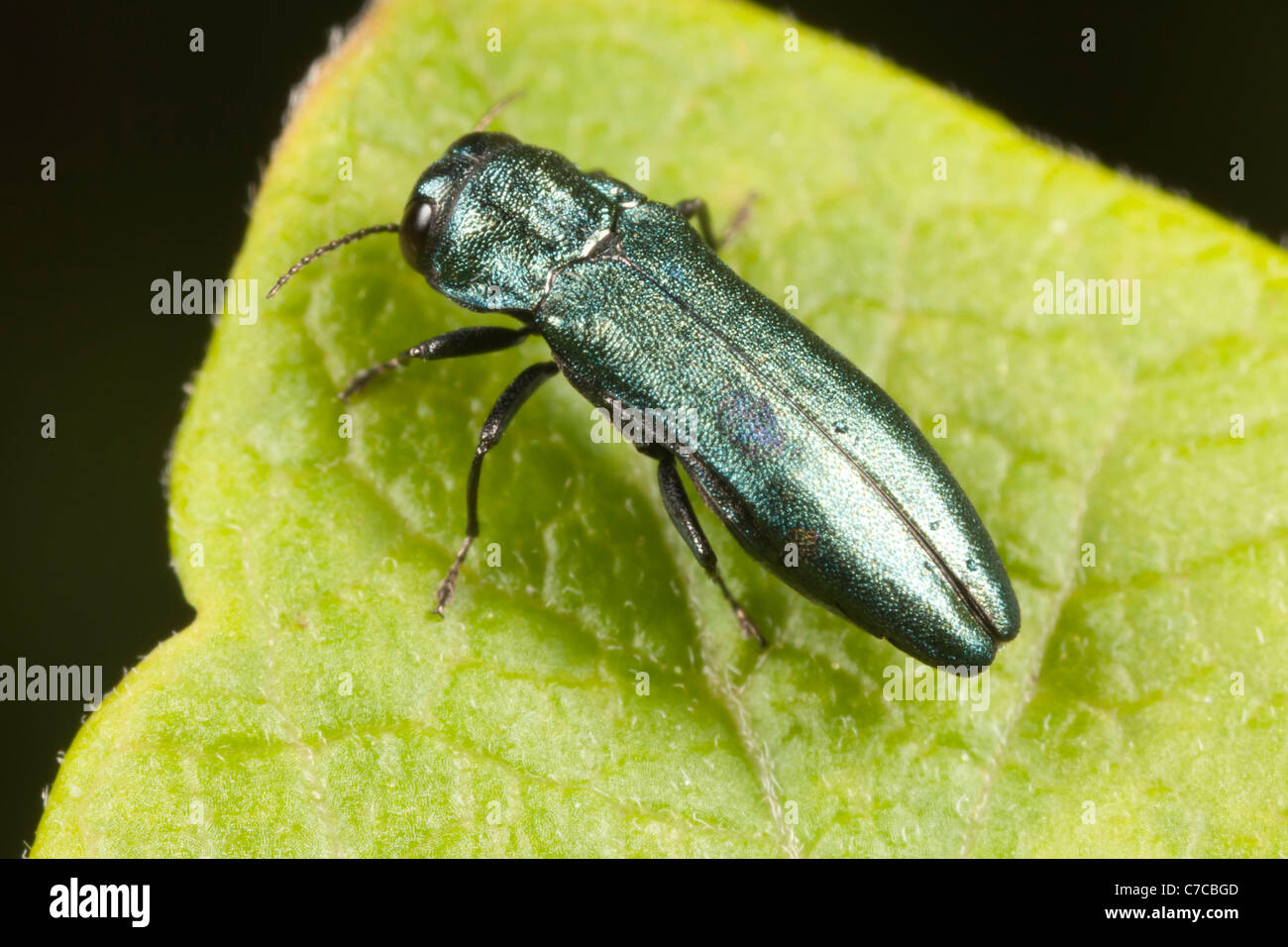 Metallizzate legno-noioso Beetle (Agrilus cyanescens) Foto Stock