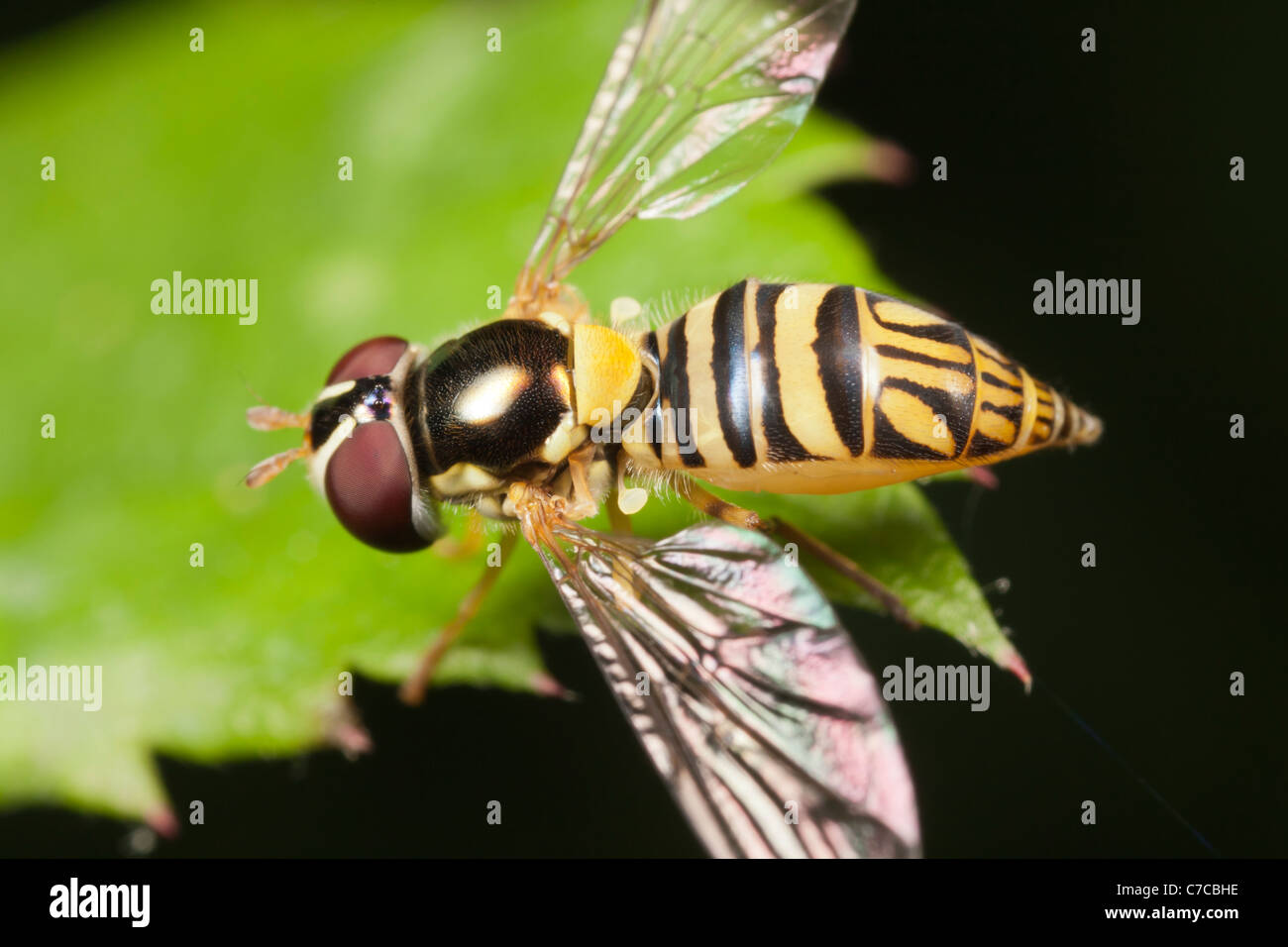 Flower Fly (Allograpta obliqua) - Femmina Foto Stock