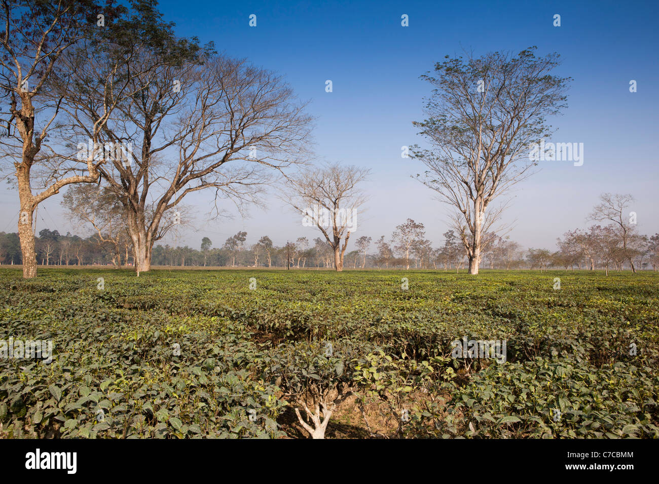 India, Assam, Dibrugarh, tè crescente in assamese plantation Foto Stock