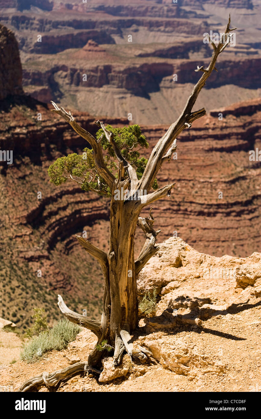 Albero morto sul bordo del Grand Canyon South Rim Arizona USA Foto Stock