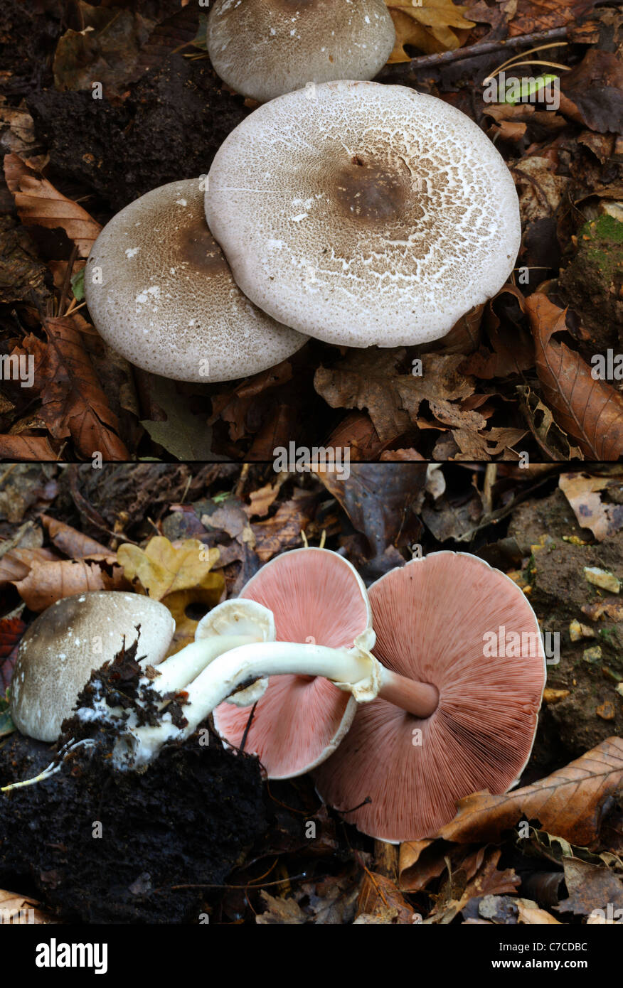 Il rossore del legno, funghi Agaricus silvaticus, Agaricaceae. Due immagini composito che mostra il cappuccio e la parte inferiore. Foto Stock