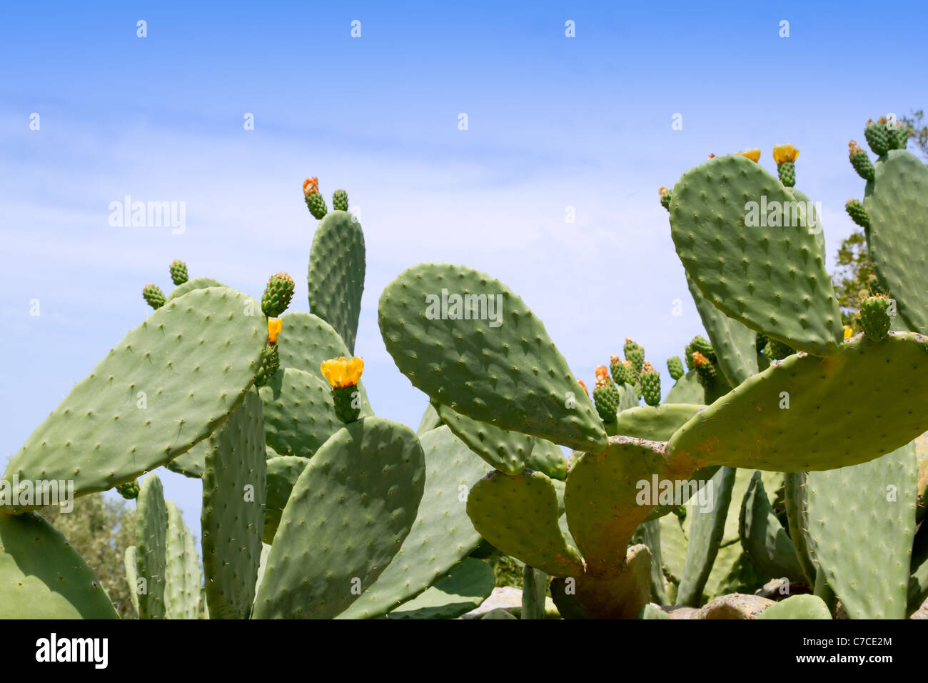 Chumbera nopal cactus impianto mediterraneo sotto il cielo blu in Maiorca Foto Stock