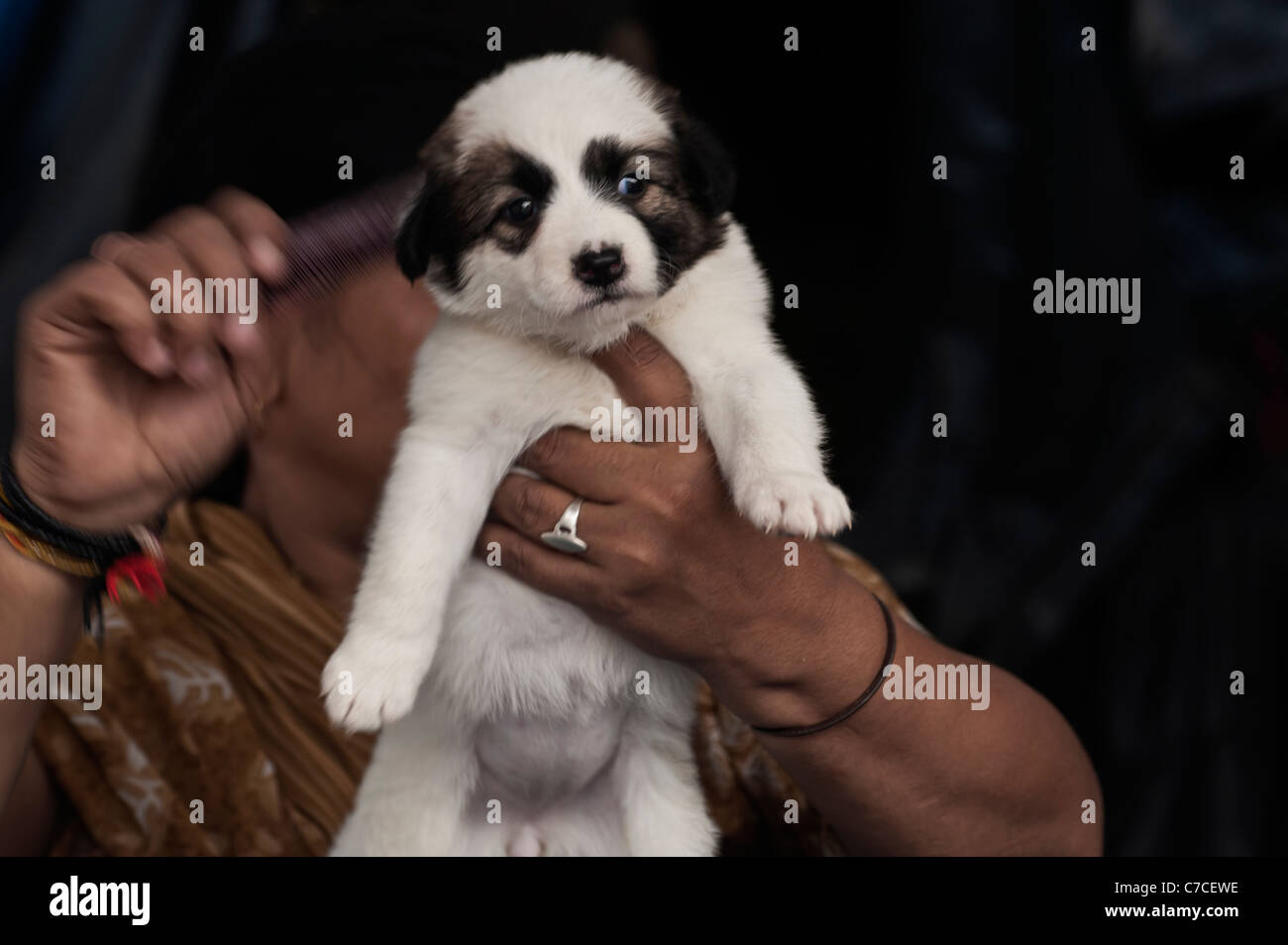 Terrier cucciolo [WOP]cucciolo, cane ,carino, nutrita, Foto Stock