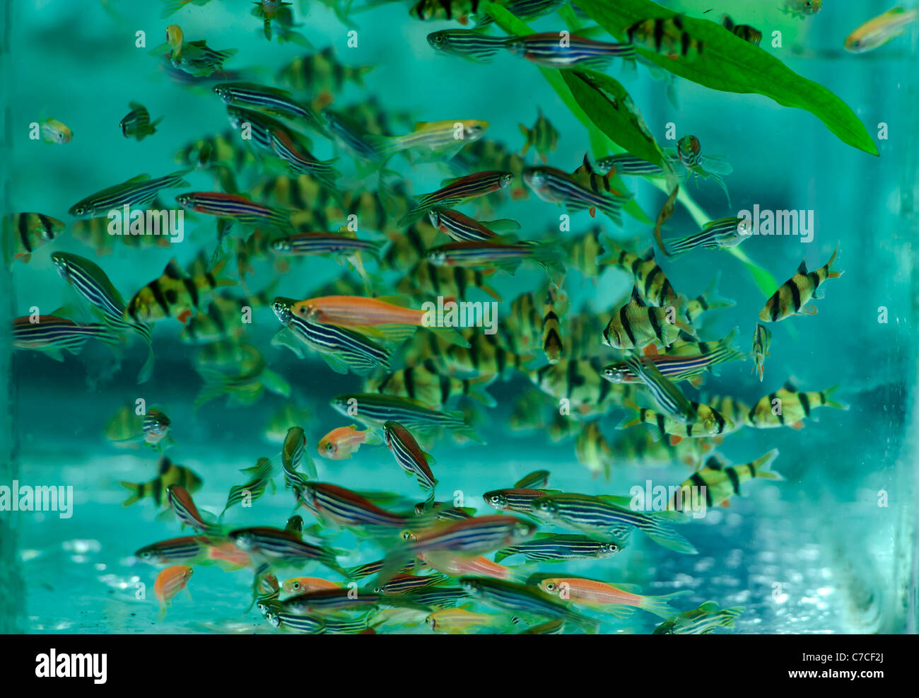 (Eutrofizzazione o ossigeno) e pesce pagliaccio ftsh in hot chase contro-tiger con portagomma Foto Stock