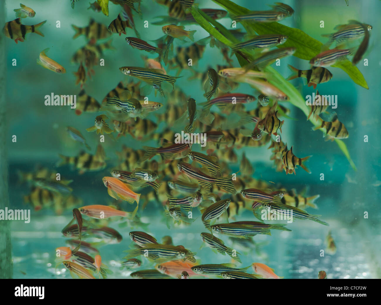 (Eutrofizzazione o ossigeno) e pesce pagliaccio zebra in giallo strisce verticali- Foto Stock