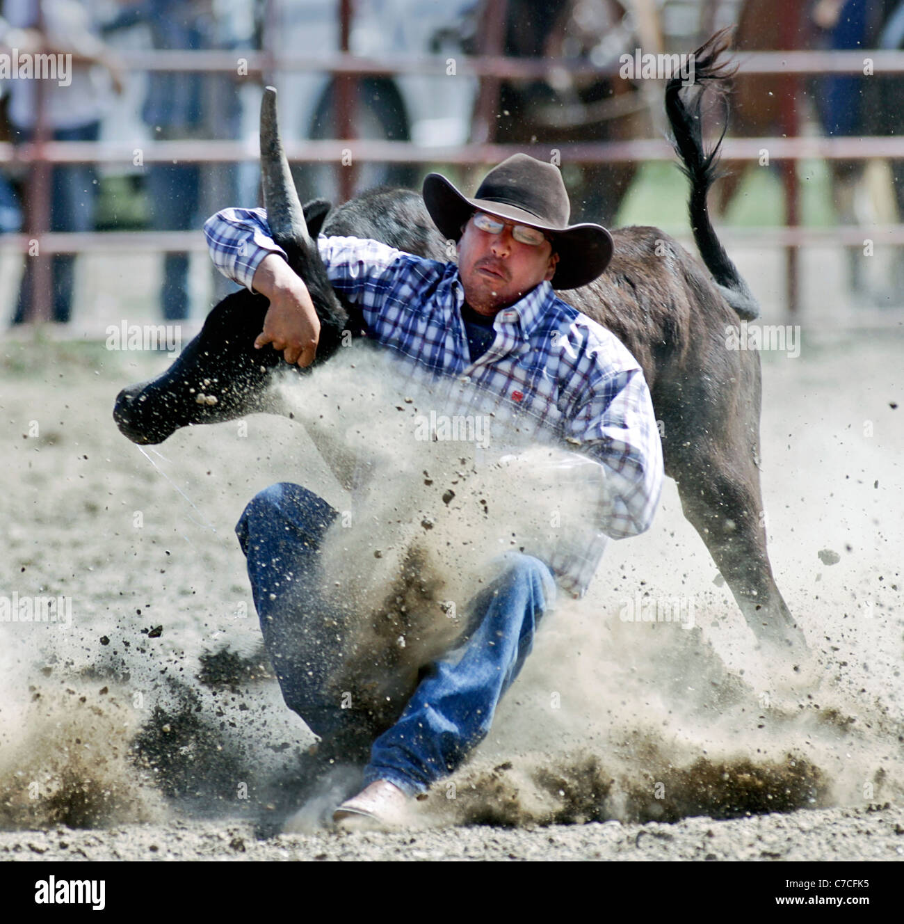 Concorrente nella mucca tie-down roping evento del rodeo tenutosi presso il corvo prenotazione agenzia in Montana durante il Crow fiera. Foto Stock