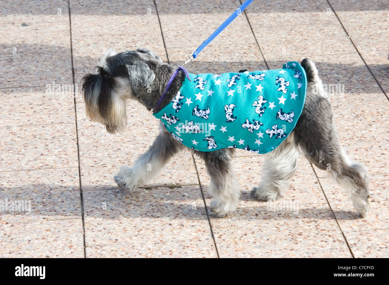 La RSPCA milioni di zampe è tenuto annualmente ed è un importante raccolta fondi evento che aiuta gli animali in stato di bisogno. Adelaide, Australia Foto Stock