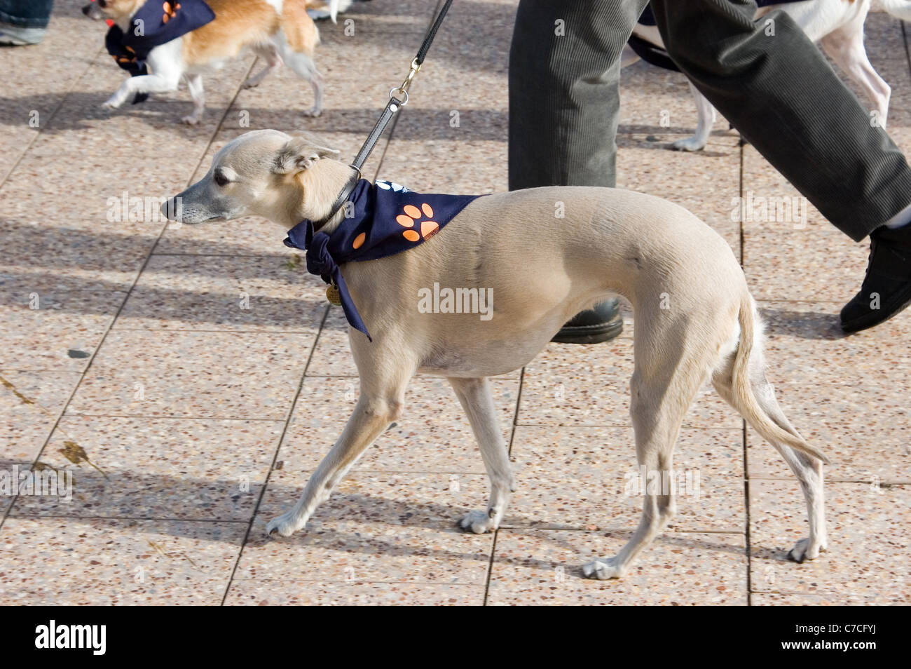 La RSPCA milioni di zampe è tenuto annualmente ed è un importante raccolta fondi evento che aiuta gli animali in stato di bisogno. Adelaide, Sud Australia Foto Stock