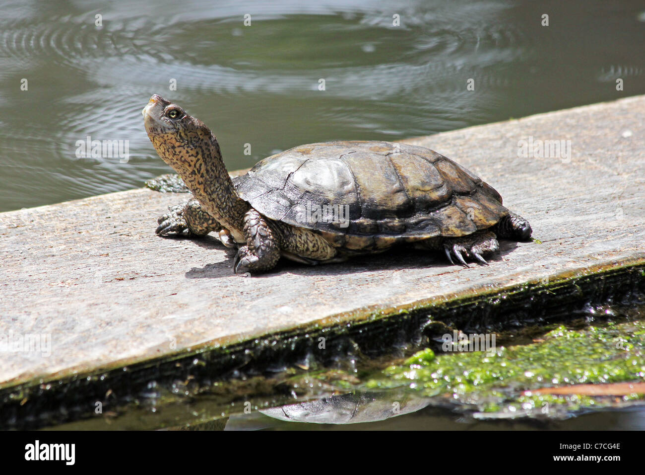 Western Pond Turtle o Pacifico Pond Turtle, (Actinemys marmorata) in California Foto Stock