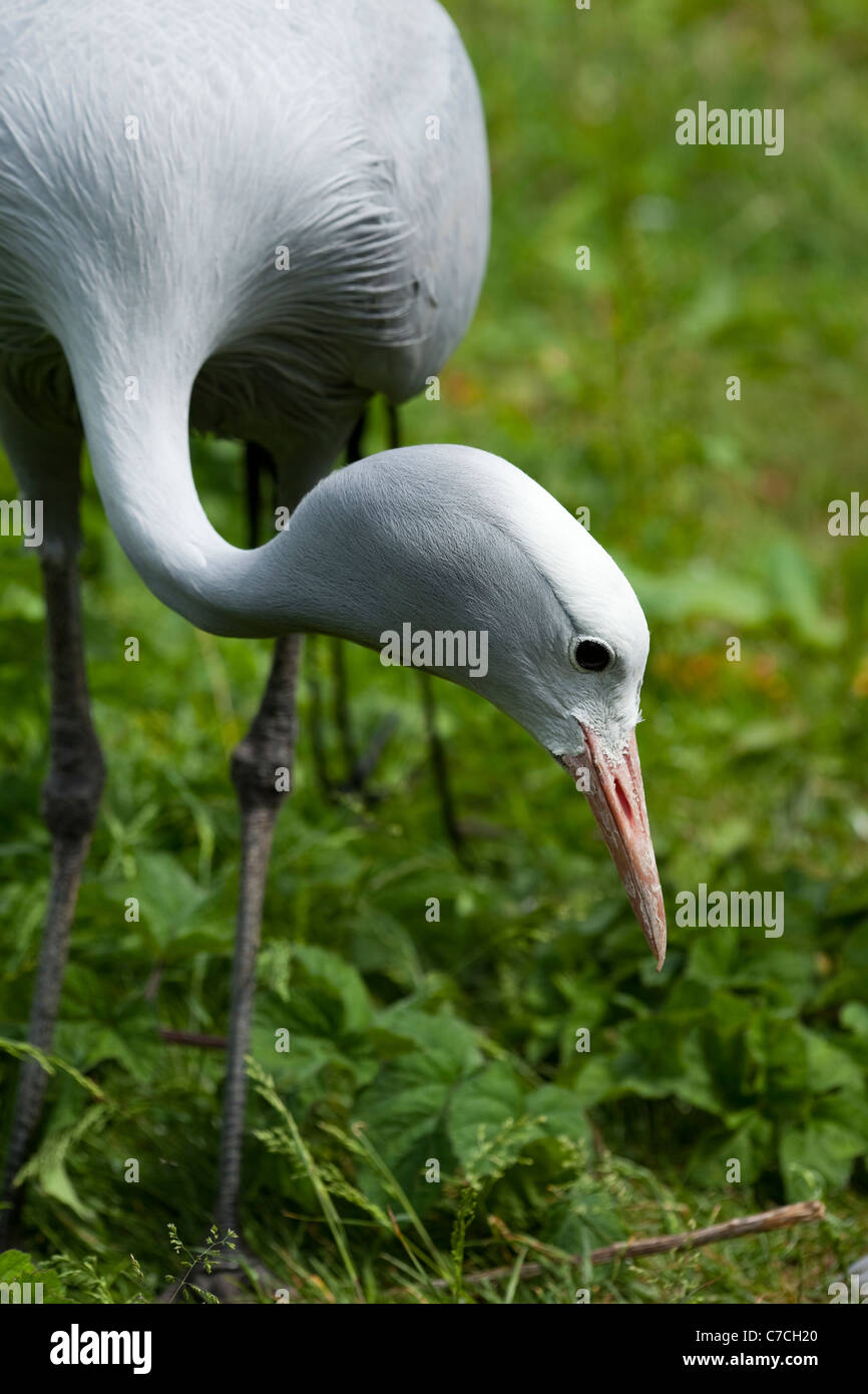 Blu, il paradiso o Stanley gru (Anthropoides paradisaea). Foraggio. Ritratto. Foto Stock