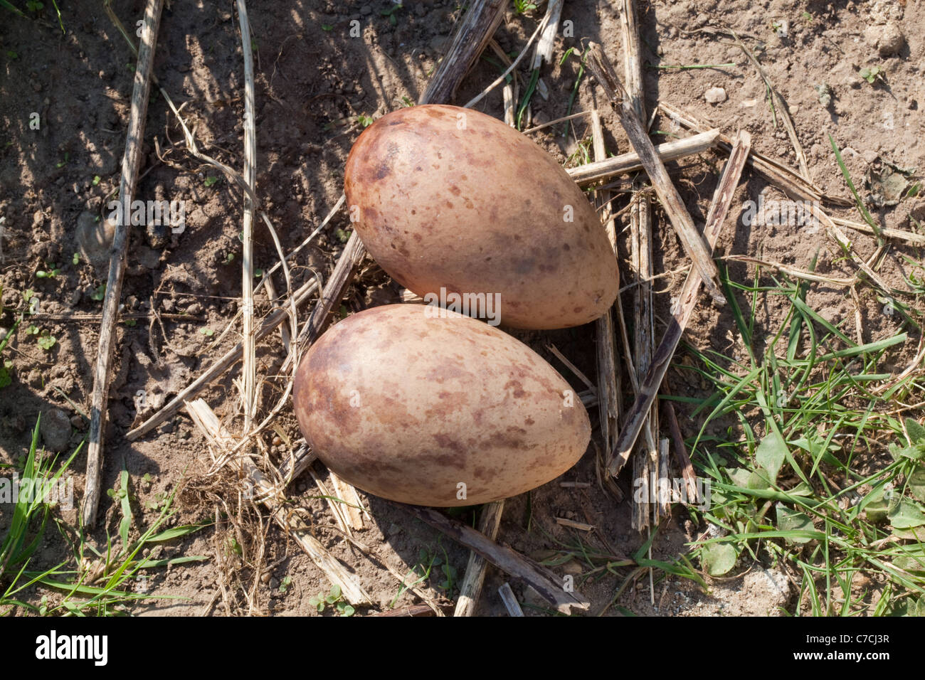 Blu, Stanley o Paradiso gru (Anthropoides paradisaea). Frizione di due uova in un "apologia di un nido' sul terreno. Foto Stock