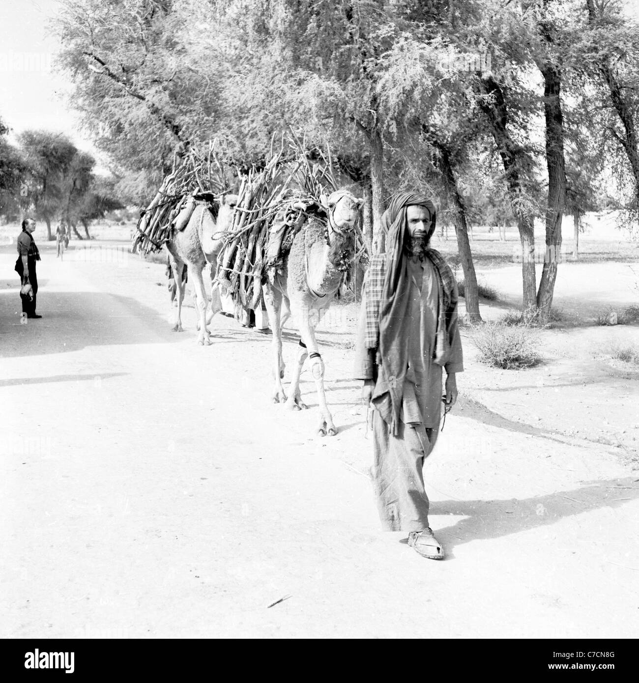 Un Pashtun e i suoi cammelli a Dhadar, vicino al Bolan Pass. Il Pakistan, adottate negli anni cinquanta da J. Allan contanti. Foto Stock