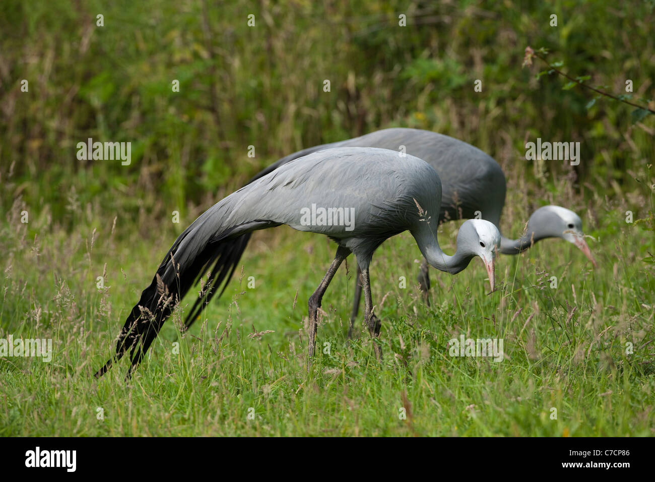 Blu, il paradiso o Stanley gru (Anthropoides paradisaea). Coppia foraggio. Foto Stock