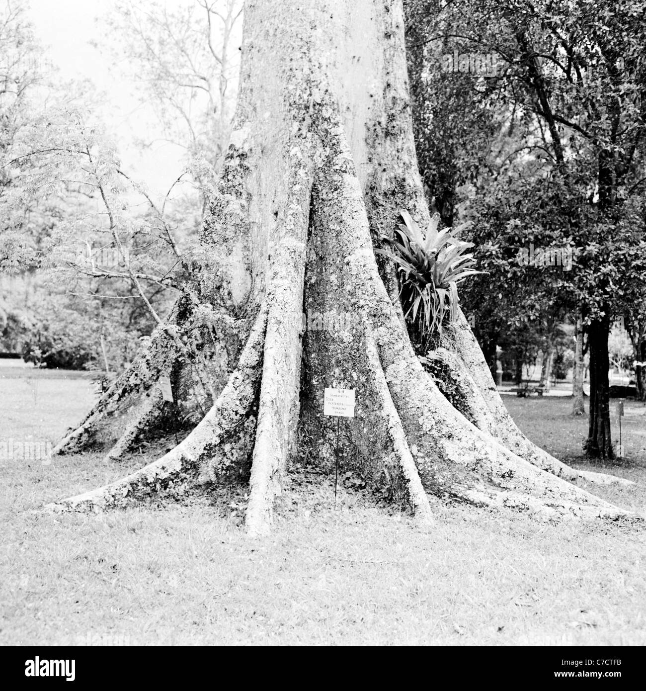 Le radici di un grande albero di natale, in questo quadro storico dal Brasile prese negli anni cinquanta da J. Allan contanti. Foto Stock