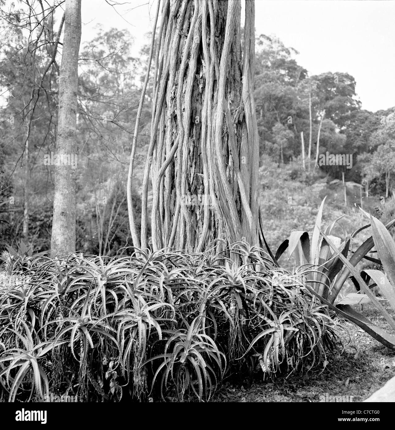 Base della struttura nativa e vegetazione. Il Brasile, 1950s. Foto Stock