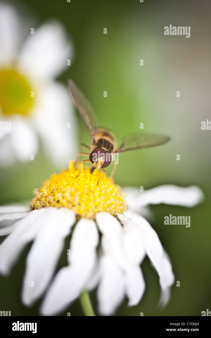La mosca di marmellata, Episyrphus balteatus, su un fiore in un giardino a Moss, Østfold, Norvegia. Foto Stock