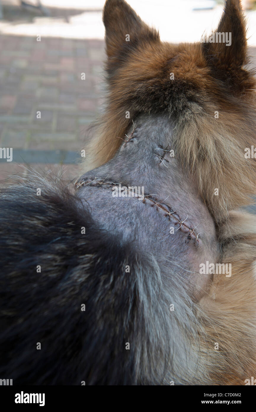 Cicatrici sulla spalla del pastore tedesco cane dopo il funzionamento per rimuovere tumori Foto Stock