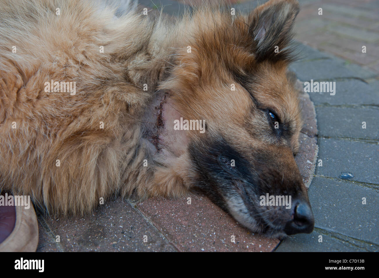 Pastore Tedesco cane mostra cicatrice dell operazione per rimuovere il tumore canceroso. Foto Stock