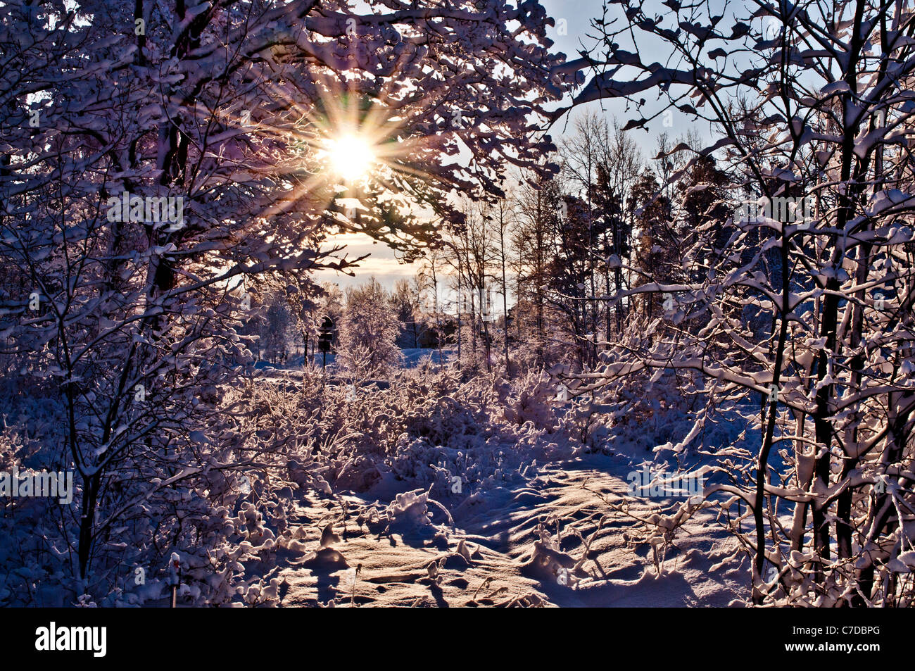 Una soleggiata giornata invernale in Svezia. Foto Stock