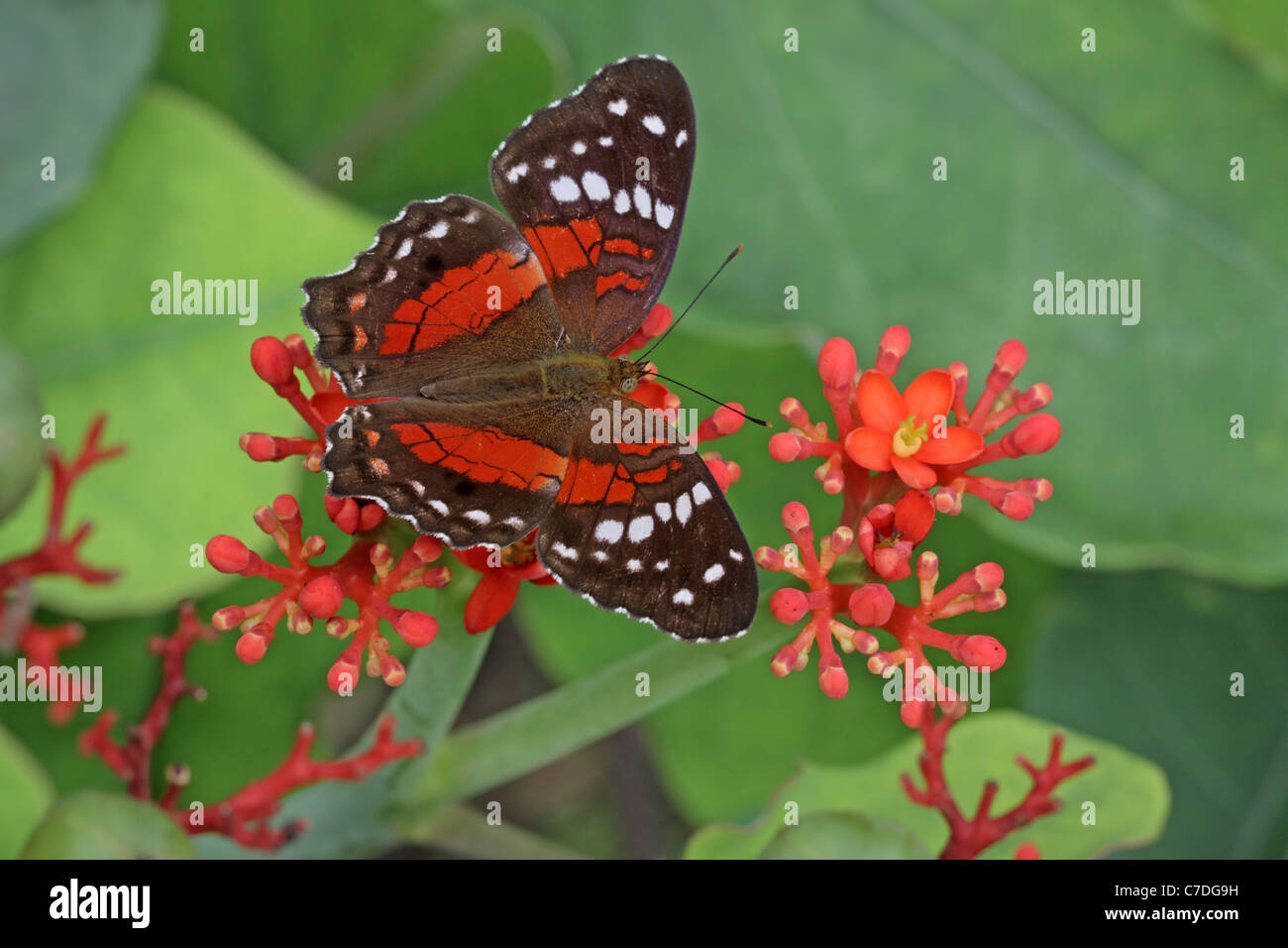 Scarlet Peacock, Anartia amathea, alimentando un fiore a Sacha Lodge Foto Stock