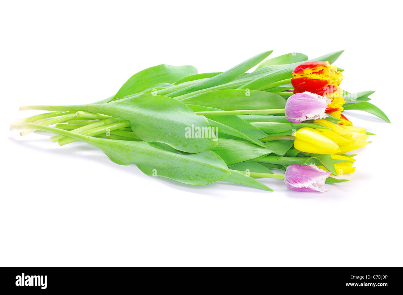 Bouquet di tulipani su sfondo bianco Foto Stock