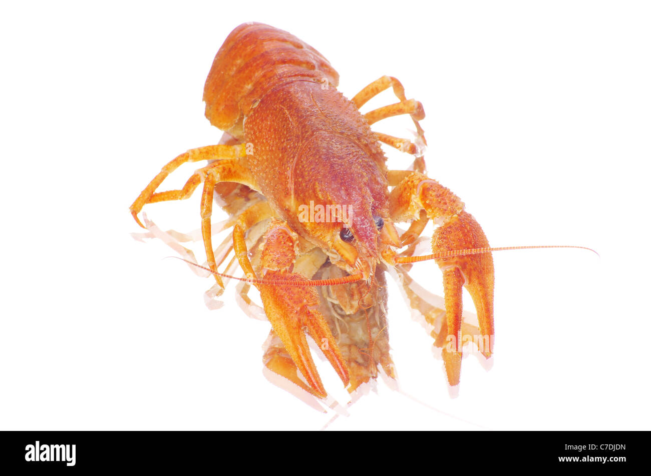Hot bollito di gamberi di fiume su sfondo bianco Foto Stock