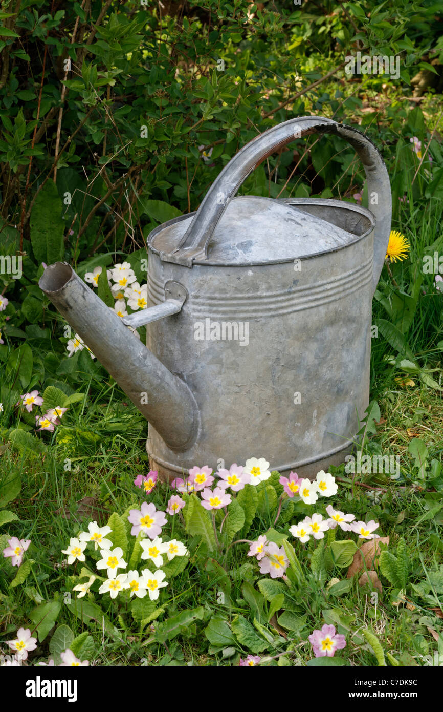 Lo zinco annaffiatoio in giardino percorso. Foto Stock